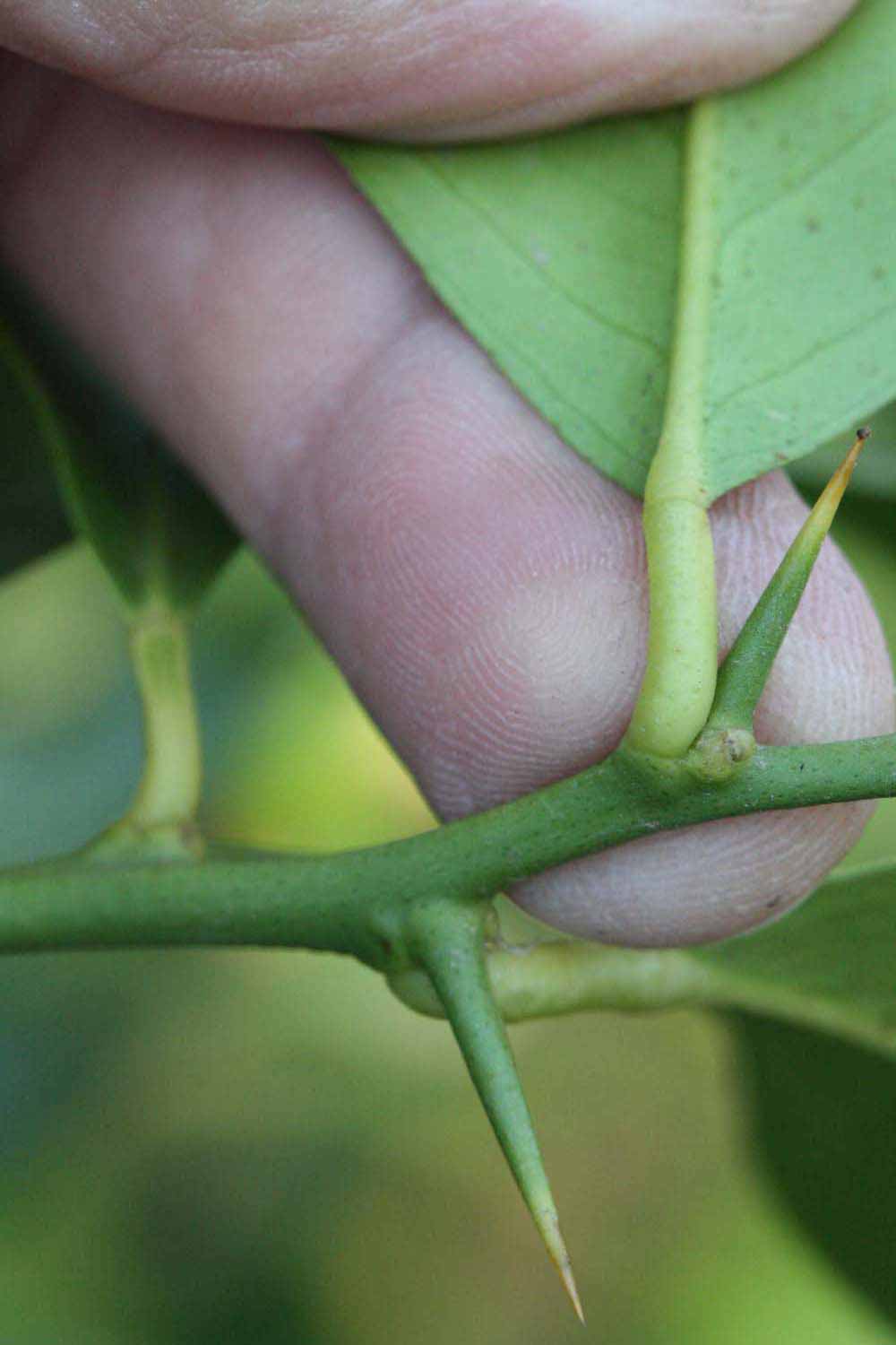              Petiole (Riverside, CA)       